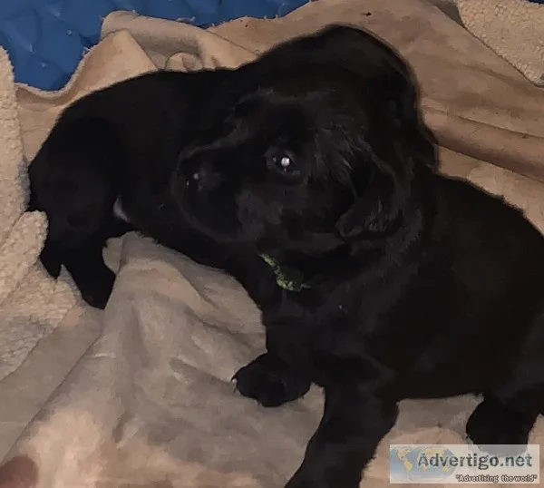 Lab puppies