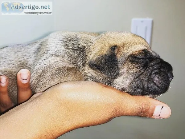Presa Canario Pups for sale