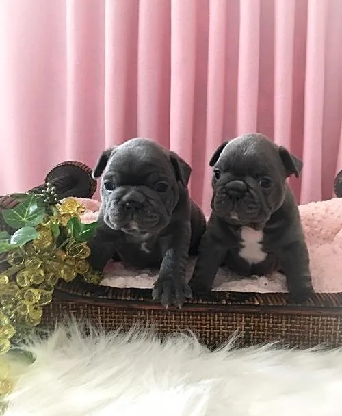 Outstanding Blue French Bulldog Puppies