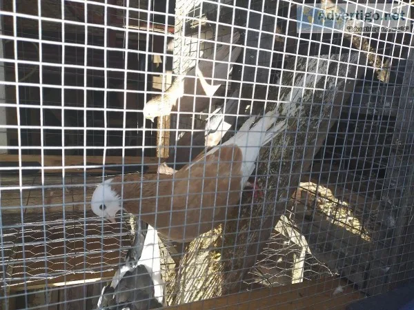 Pigeons