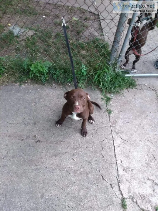 12 week puppy
