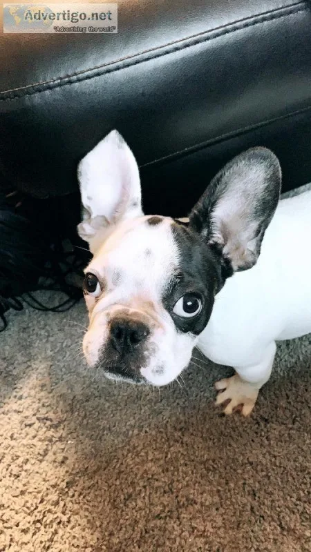 male french bulldog puppy