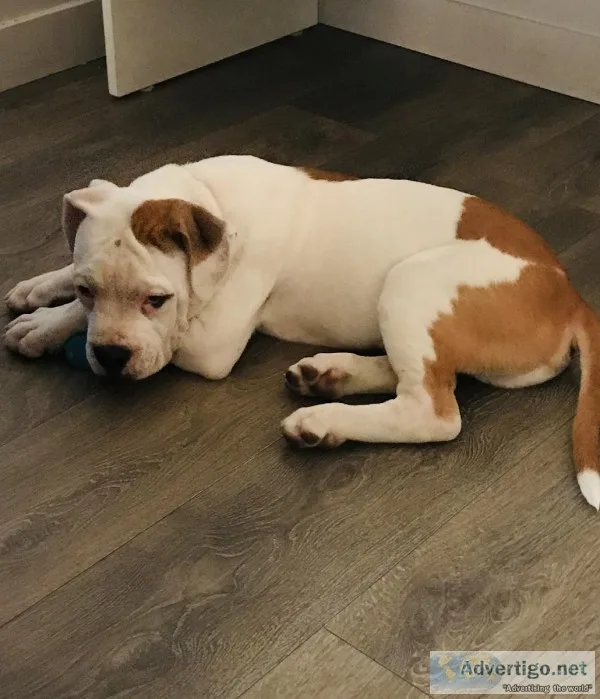 Olde English Puppy
