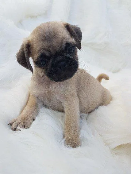 affectionate and loyal beautiful PUG needs a new best friend....