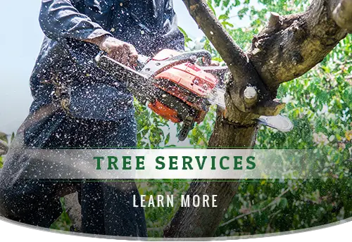 Why should you hire a Professional Tree Removal Service Provider