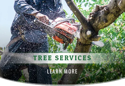 Why should you hire a Professional Tree Removal Service Provider