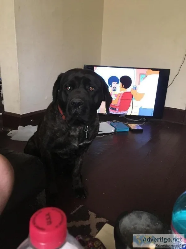Bull mastiff