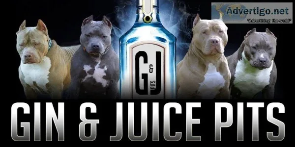 top pitbull breeders  xxl pitbulls - ginandjuicepits.com