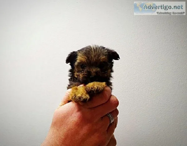 Enchanting Ckc Teacup  Yorkie Puppies 