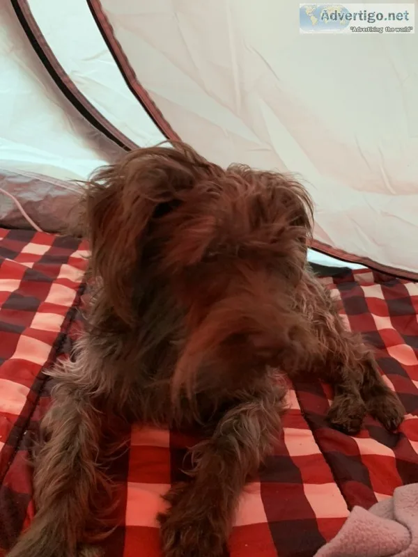 Miniature schnauzer for sell