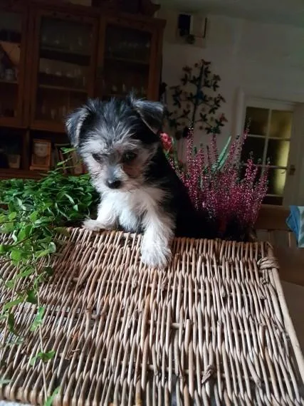 Adorable Ckc Teacup Yorkie Puppies Available
