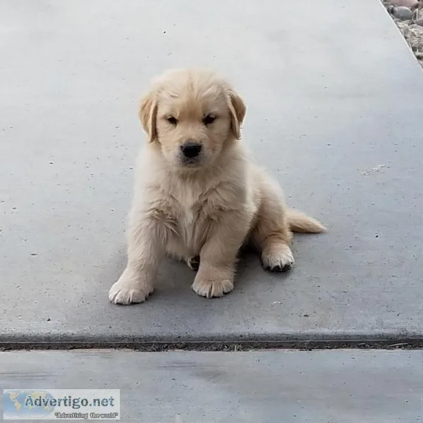 Golden Retriever puppies