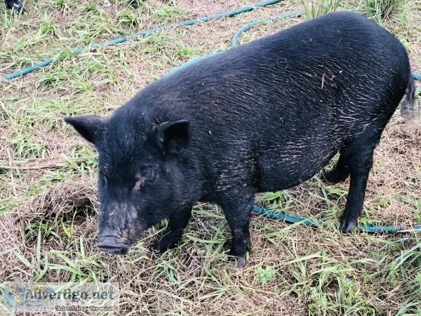 Potbelly Pig