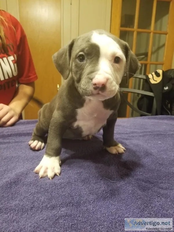 6 Young Pitbull puppies ready....