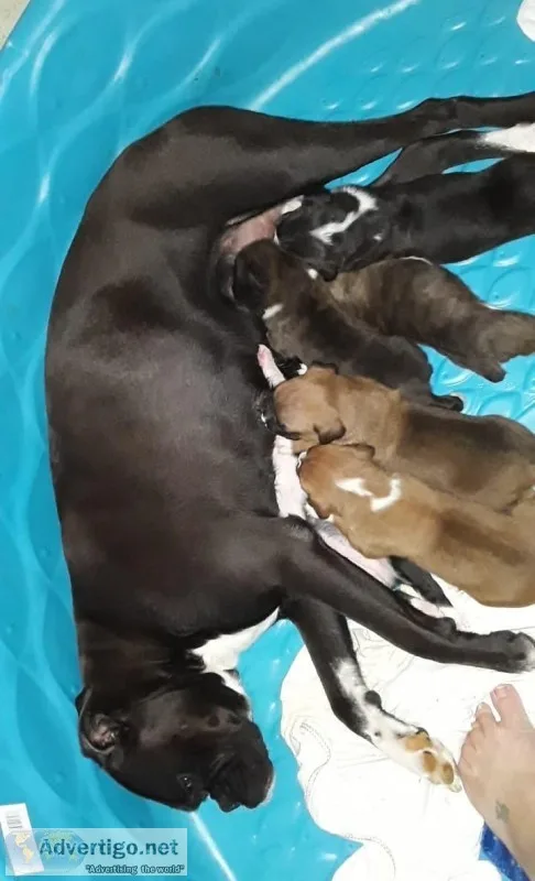 AKC Boxer puppies