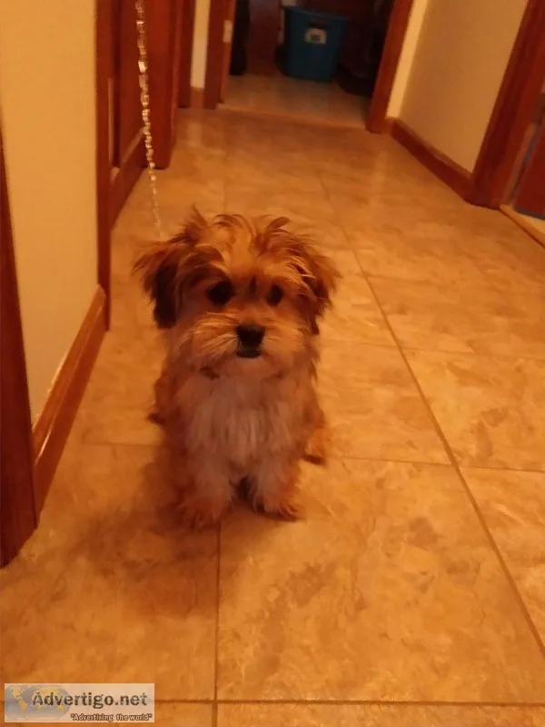 Shih Tzu mix TINY