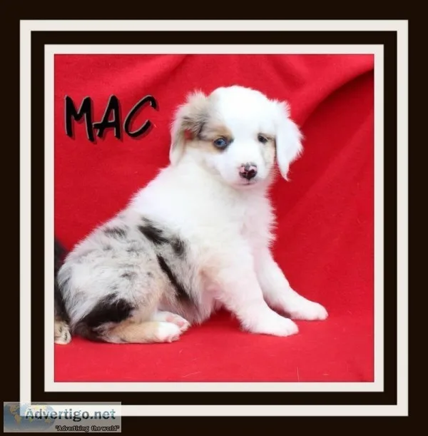 Mac Male Miniature Australian