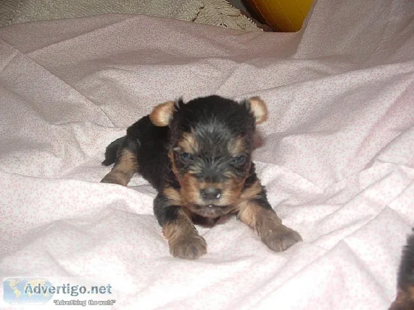 yorkie puppies