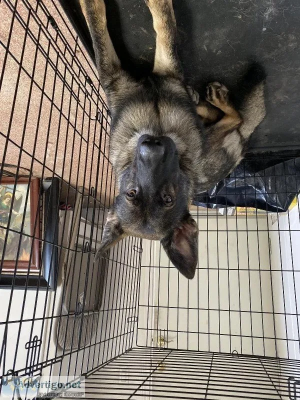 German shepherd