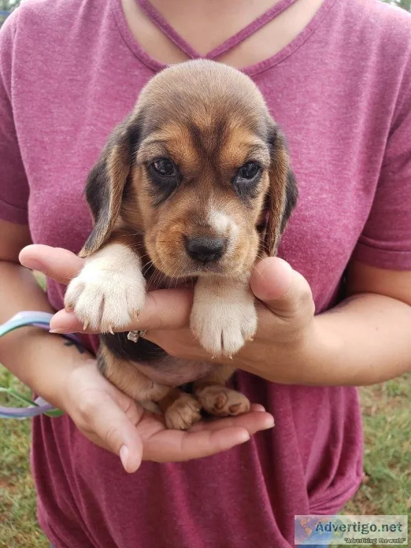 AKC and PKC Beagle Puppies