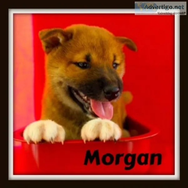 Morgan Male AKC Shiba Inu