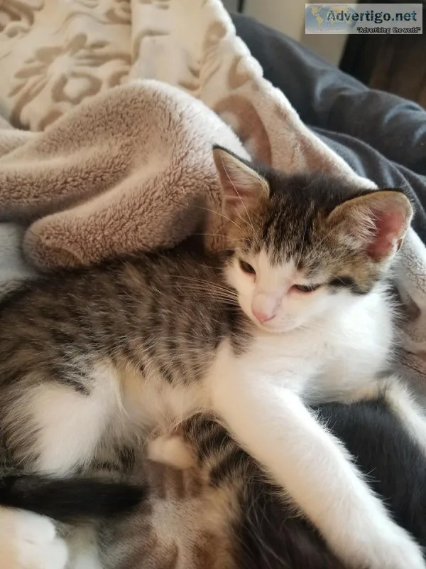 Kittens for sale