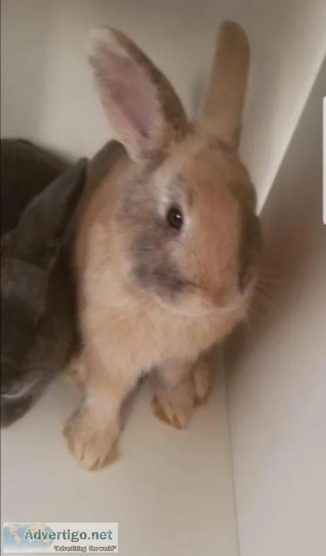 Bunnies Need A Loving Home
