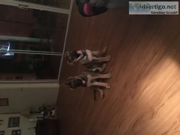 German Shepard Puppies