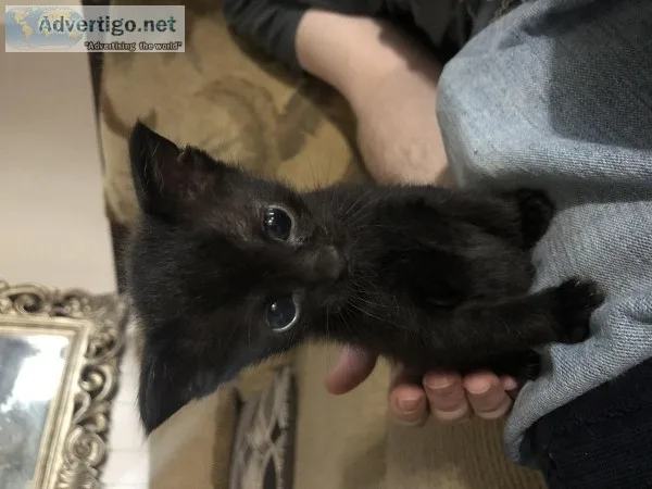 4 black kittens and parents