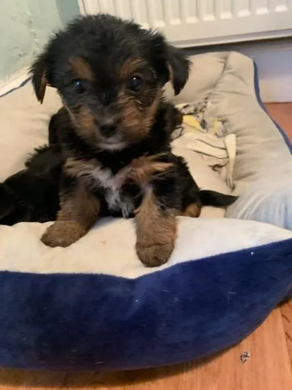 Female cute cuddly and loving yorkie