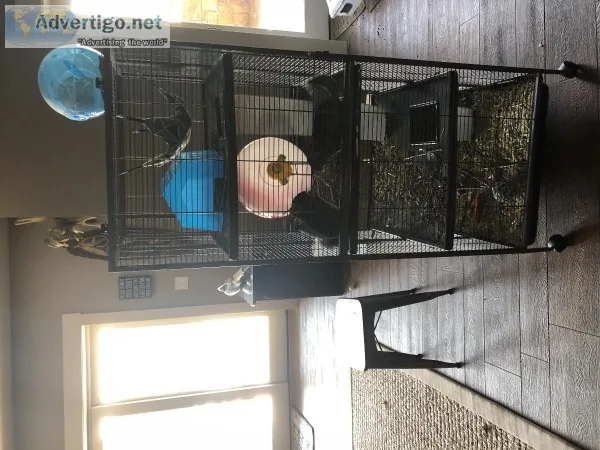 Chinchillas