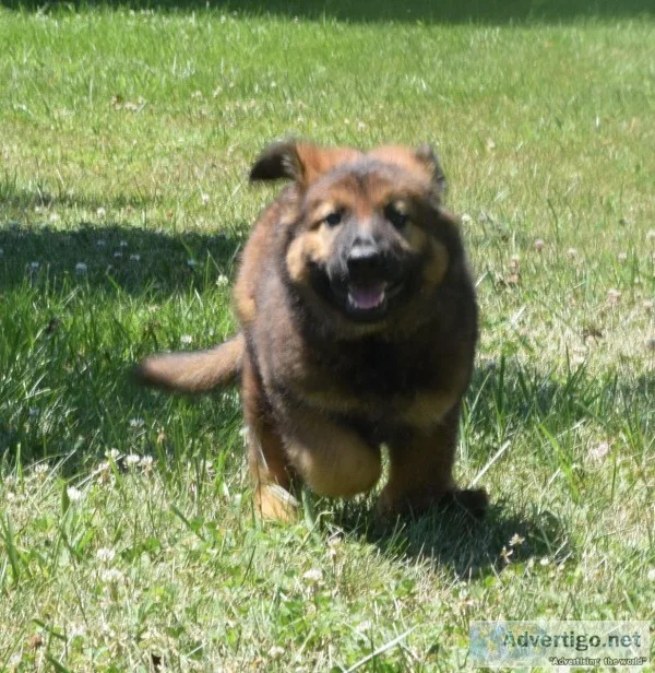 AKC Long coated German Shepherd Puppies