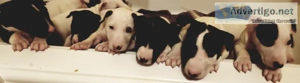 Bull Terrier Puppies