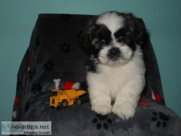 ACA LHASA APSO PLAYFUL PUPPIES