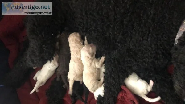 F2B Allergy friendly Goldendoodles