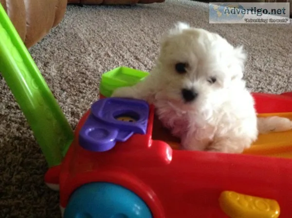 Maltese female puppies registered