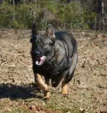 DDRCZECH GSD LINE PUPPIES FOR SALE