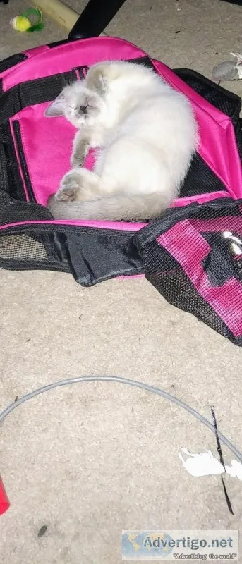 Free Siamese kitten