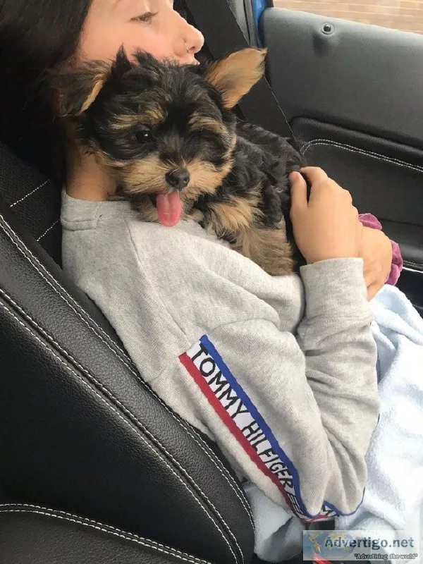 Beautiful Male And Female Yorkie