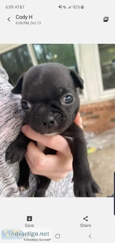 Love pugs
