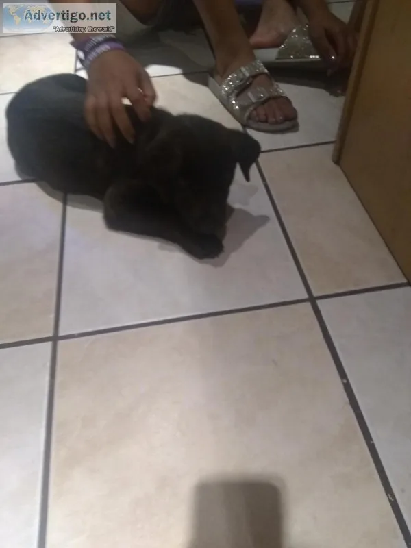 Beautiful puppy
