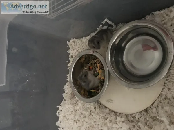 Dwarf hamsters