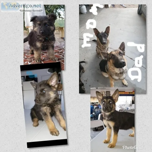 German Shepherd Puppies