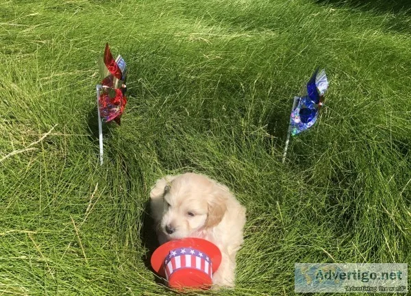 Designer Toy and Teacup MaltiPoo Puppies