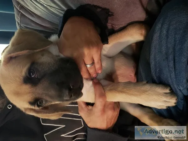 English Mastiff  White German Shephard mix puppies