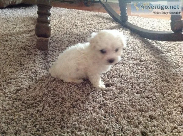 Maltese male puppy registered