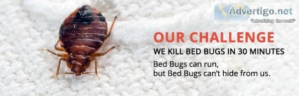 Our treatment provides complete removal of the parasites