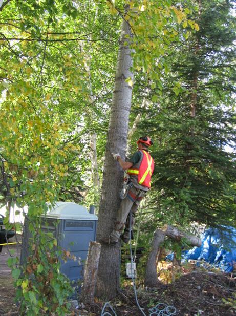Tree Removal Woodcroft