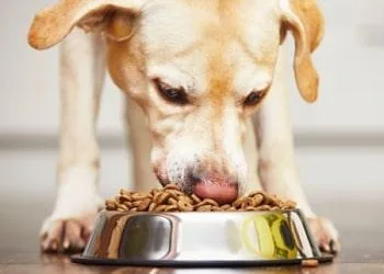 Animal Nutrition Enzymes - Animal Feed Enzymes at Best Price - A