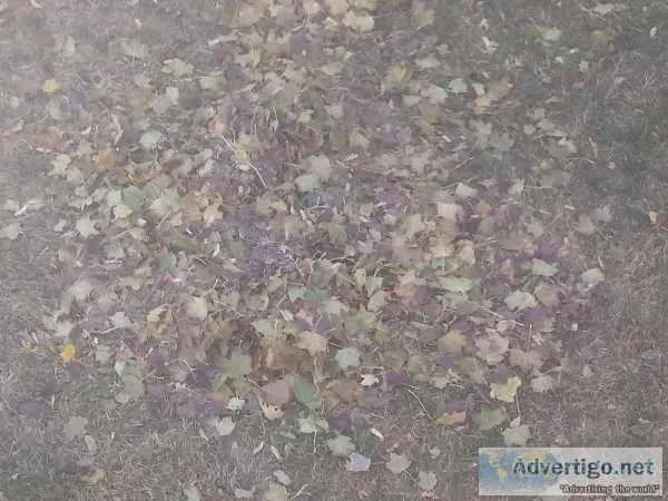 RESIDENTIAL and COMMERCIAL LEAF CLEAN UP